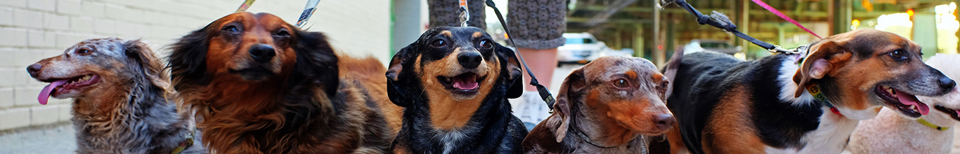 diviertete_paseando_a_tu_perro_banner_interno