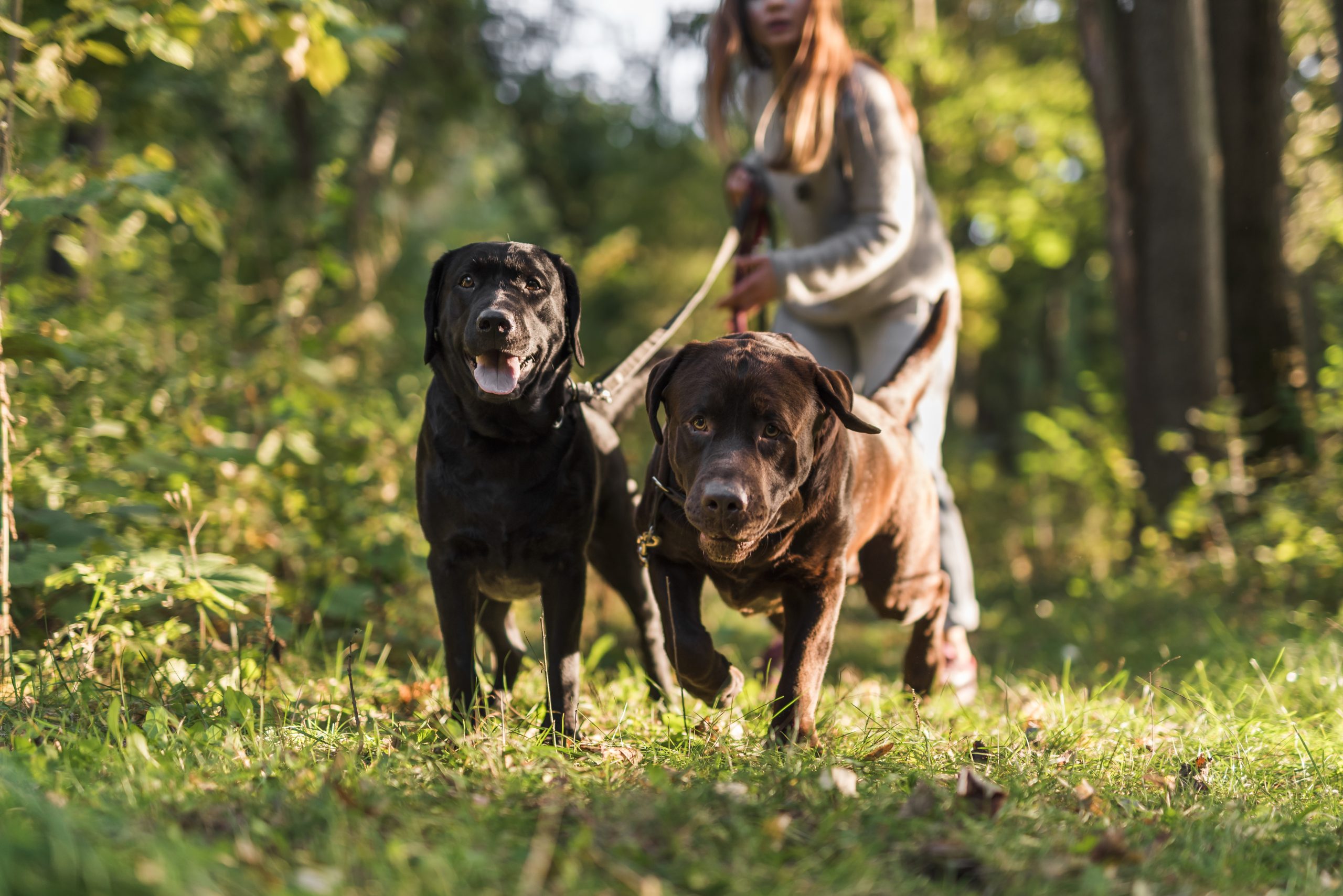 woman-holding-leash-while-walking-with-dog-park-scaled