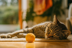 ¿Cómo elegir el juguete perfecto para tu gatito?