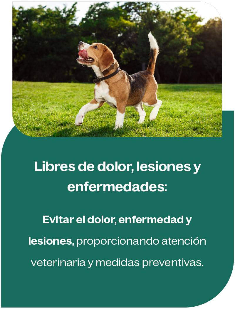 Libres de dolor, lesiones y enfermedades Libres de dolor, lesiones y enfermedades